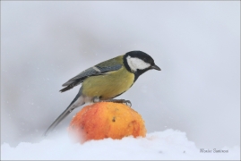 <p>SÝKORA KOŇADRA (Parus major) ------- /Great tit - Kohlmeise/</p>